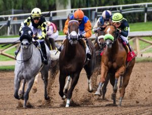 buying racehorse