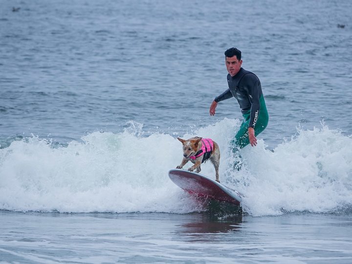 Dog Surfing: The Funny Weird Game