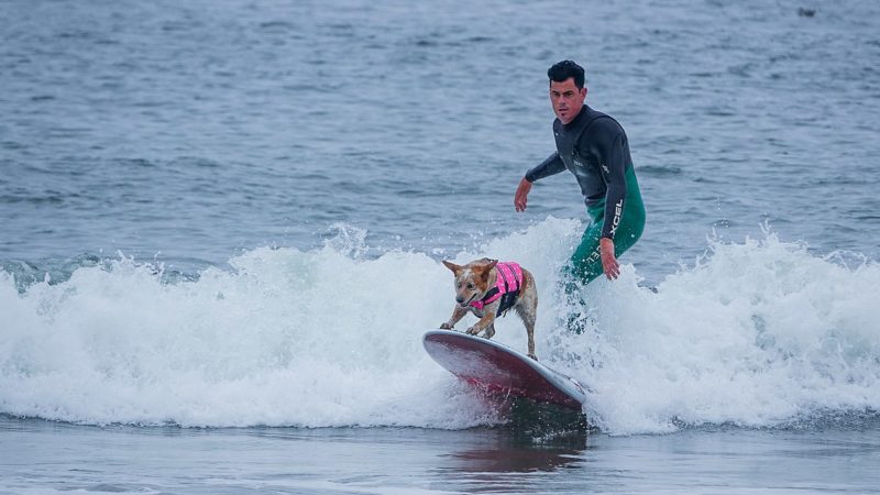 Dog Surfing: The Funny Weird Game