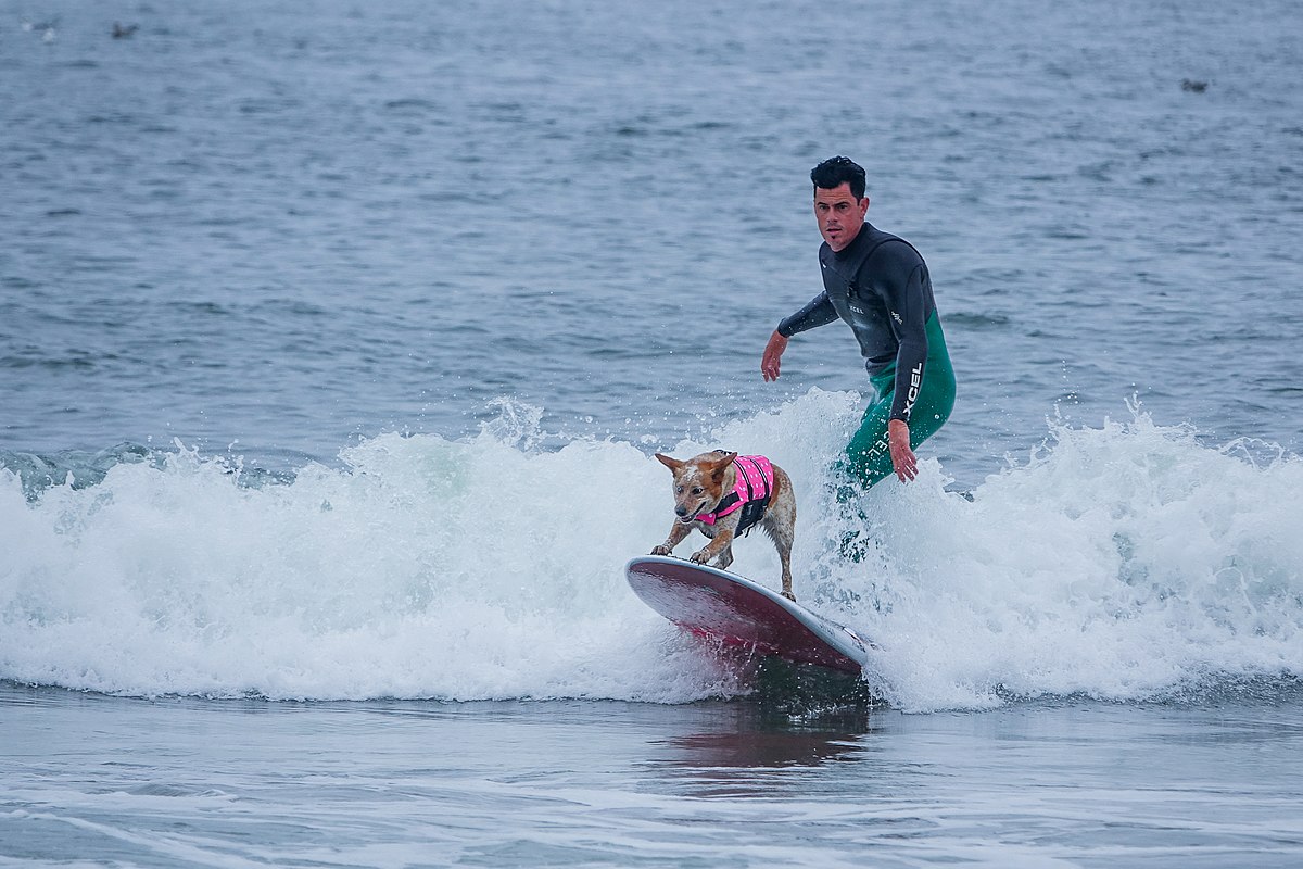 Dog Surfing: The Funny Weird Game